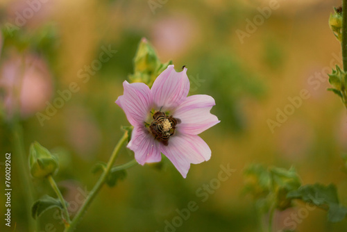Althea officinalis. Bee on a pink flower in the wild.