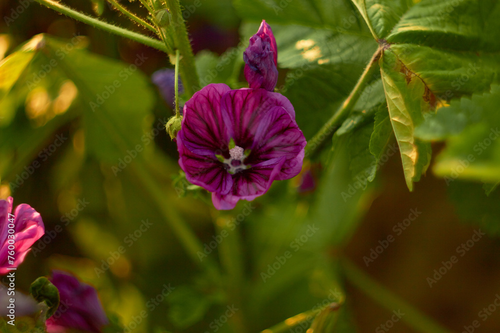 Blooming Moorish mallow. Purple mallow blooms in the garden.
