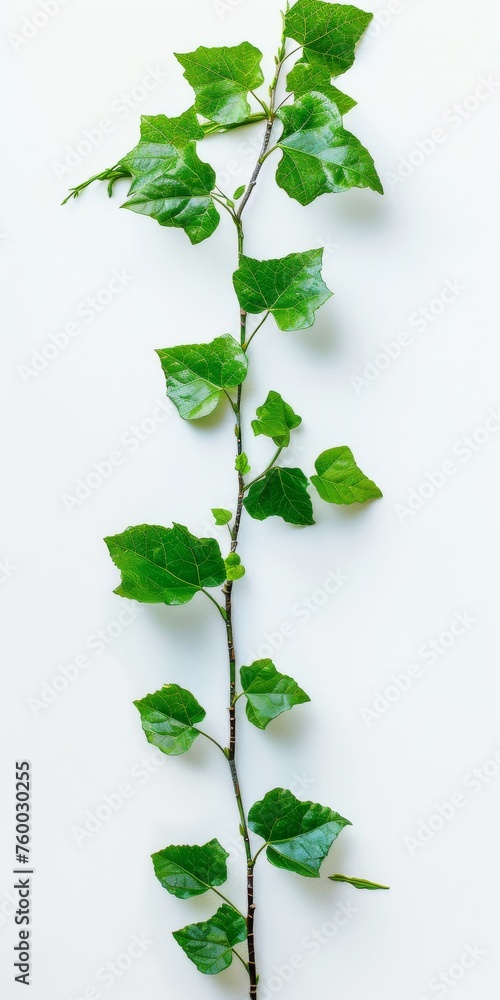 Fototapeta premium Ivy Branch with Green Leaves, Illustration Isolated on White Background. Generative AI. 