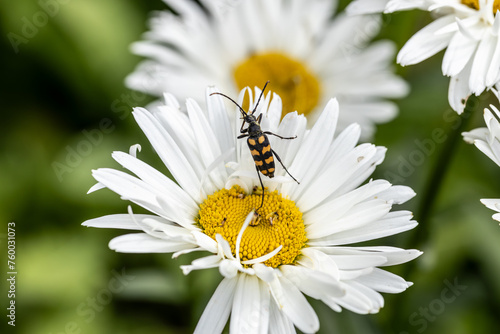Plagionotus arcuatus, striped longhorned beetle close-up on chamomile flower photo