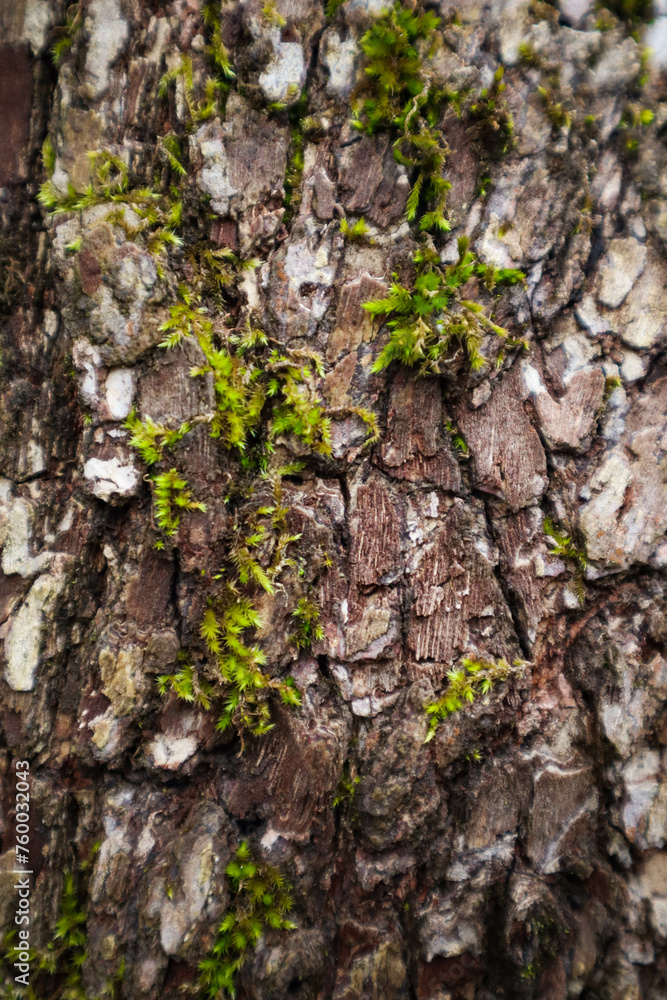 Texture of tree bark with moss. Texture of tree bark with moss.