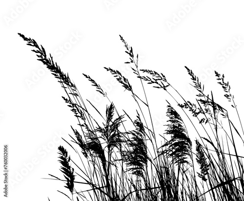 Meadow. Grass silhouette. hand drawing. Not AI, Vector illustration