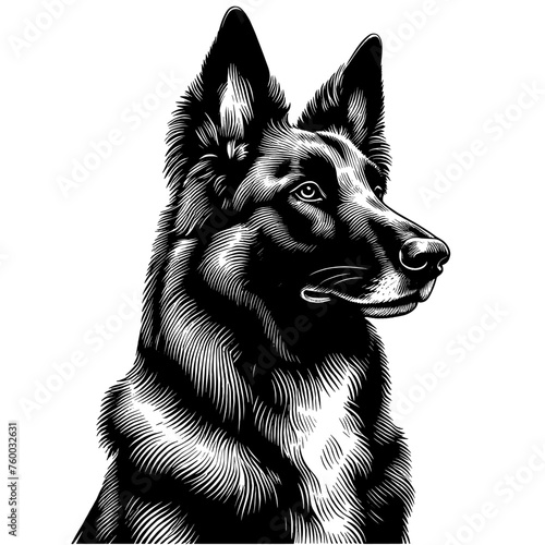 Belgian Shepherd dog portrait. Hand Drawn Pen and Ink. Vector Isolated in White. Engraving vintage style illustration.