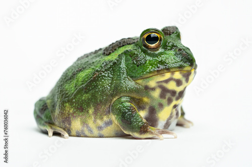 Ceratophrys or Pacman Frog is native to South America.  photo