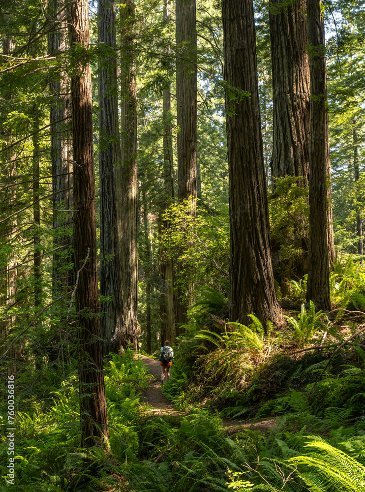 Fototapeta premium Day Hiker Passes Through Grove Of The Giant Redwoods