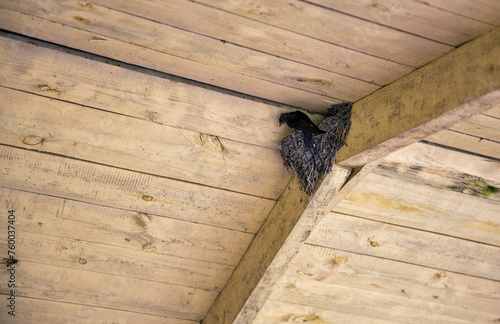Swallow's nest under a wooden roof.