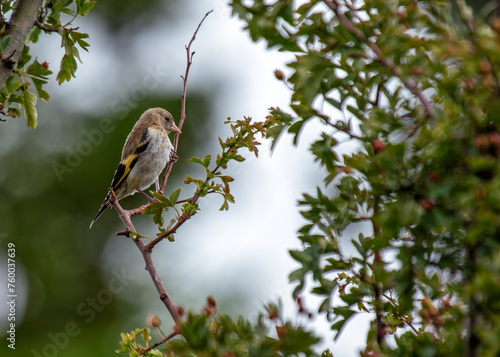 European Goldfinch (Carduelis carduelis) - Found across Europe, Asia & North Africa