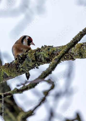 Photography European Goldfinch (Carduelis carduelis) - Found across Europe, Asia & North Afr