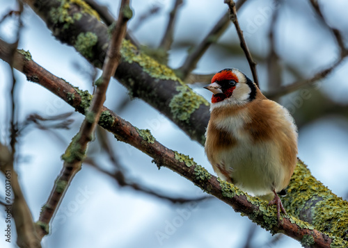 European Goldfinch (Carduelis carduelis) - Found across Europe, Asia & North Africa