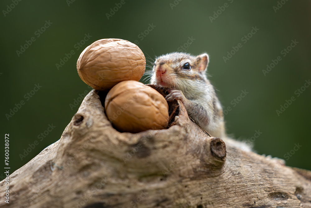 The Chipmunk (Tamias) and the walnuts. The Chipmunk (Tamias) and the walnuts.