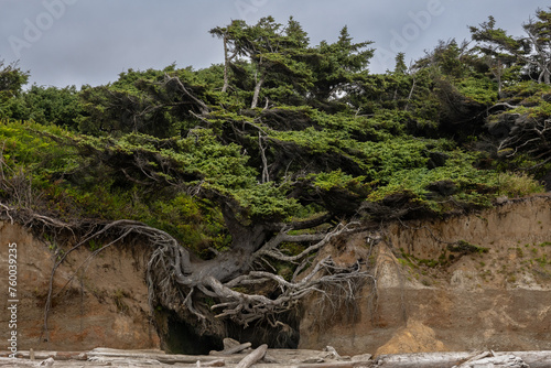 Gnarly Twists Of The Tree Of Life Cling To The Cliff Over Kalaloch Beach photo