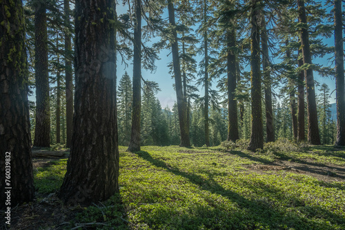 Green Plants Cover the Pine Forests on the way to Prospect Peak in Lassen Volcanic