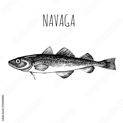 Navaga, commercial sea fish. Engraving, hand-drawn sketch. Vintage style. Can be used to design menus, fish labels and price tags, presentation of seafood and canned seafood.