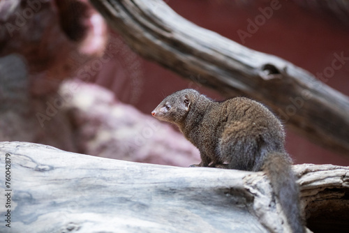 dwarf mongoose photo