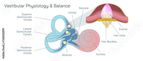 Human ear anatomy vector illustration. The vestibular system, in vertebrates, is a sensory system that creates the sense of balance and spatial orientation for the purpose of coordinating movement.