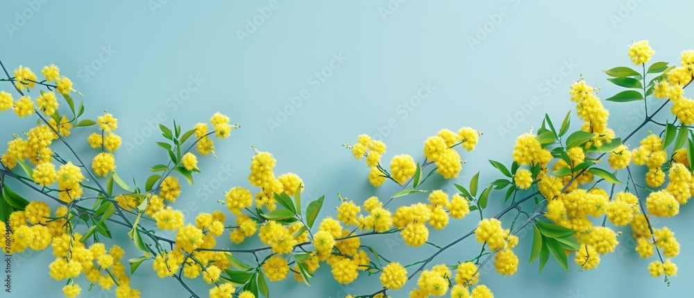 Spring flowers branch border design over blue background. Yellow fresh mimosas bouquet. Easter, Mother's Day holiday greeting card.