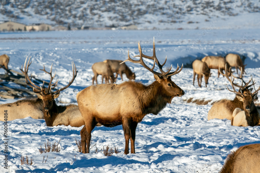 Bull Elk with herd in National Elk Refuge Bull Elk with herd in National Elk Refuge