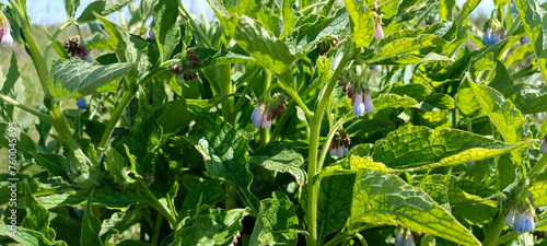 flowering comfrey (Symphytum officinale) on a bush