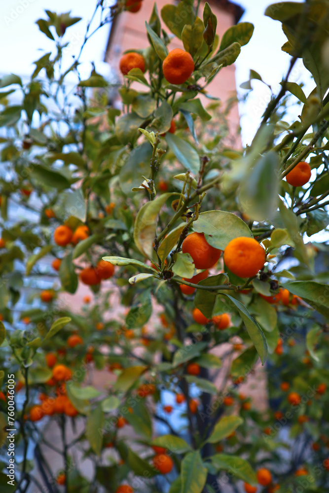 Little orange tangerines on a tree.
