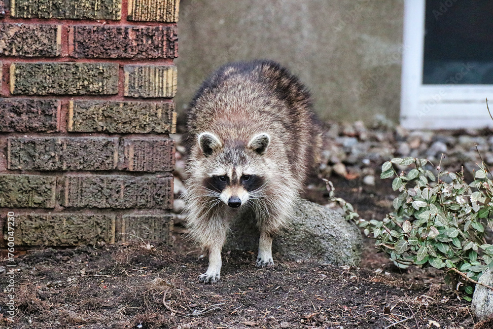 Raccoon - an icon of Canada adapted to humans and urban areas pictured ...