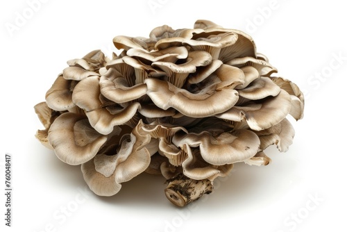 Maitake mushroom, Grifola frondosa healing fungus isolated on white backgound