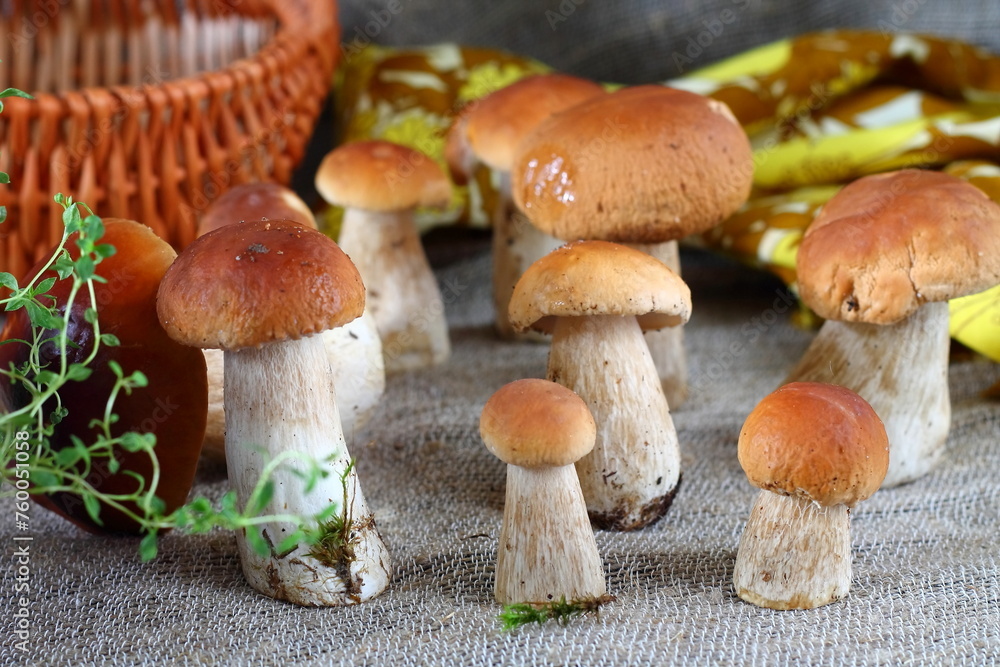 Boletus edulis mushroom on the table. Forest mushrooms close up Boletus edulis mushroom on the table. Forest mushrooms close up