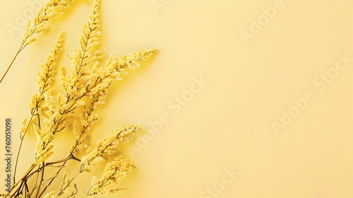 foto of Goldenrods flowers on side of pastel colored light yellow background with copy space, top down view.