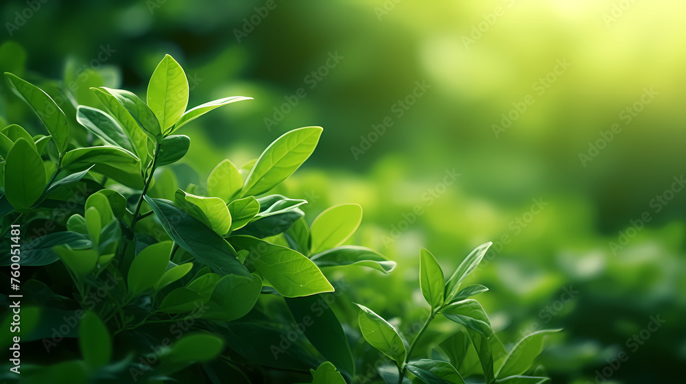 Soft blurred natural background with bokeh Soft blurred natural background with bokeh