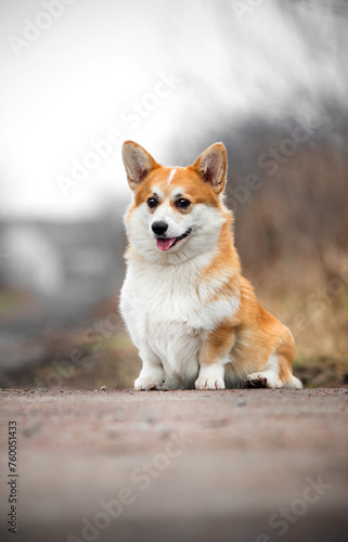red corgi dog with tongue out smiling