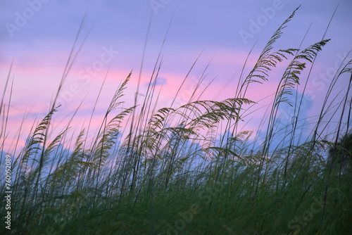Fototapeta Naklejka Na Ścianę i Meble -  Dune Grass (uniola paniculata) After Sunset