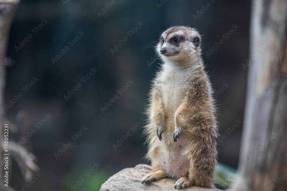 Meerkats