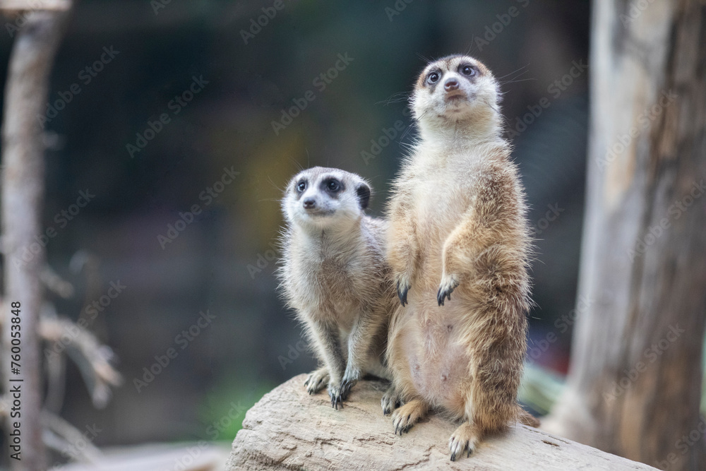 Fototapeta premium Meerkats