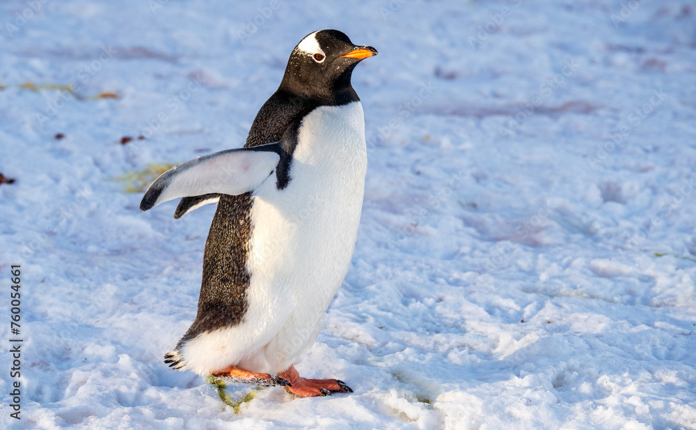 Naklejka premium Birds of Antarctica