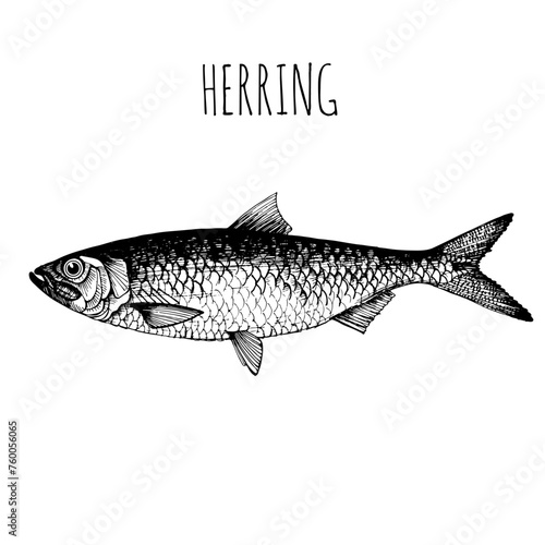 Herring, commercial sea fish. Engraving, hand-drawn sketch. Vintage style. Can be used to design menus, fish labels and price tags, presentation of seafood and canned seafood.