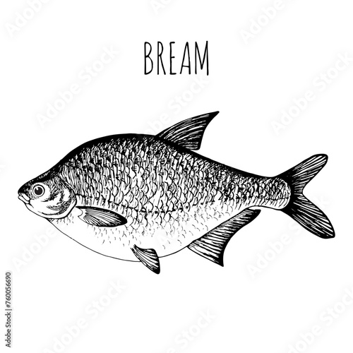 Bream, commercial sea fish. Engraving, hand-drawn sketch. Vintage style. Can be used to design menus, fish labels and price tags, presentation of seafood and canned seafood.