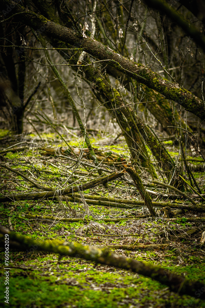 bare trees covered with moss in an autumn forest with green grass bare trees covered with moss in an autumn forest with green grass