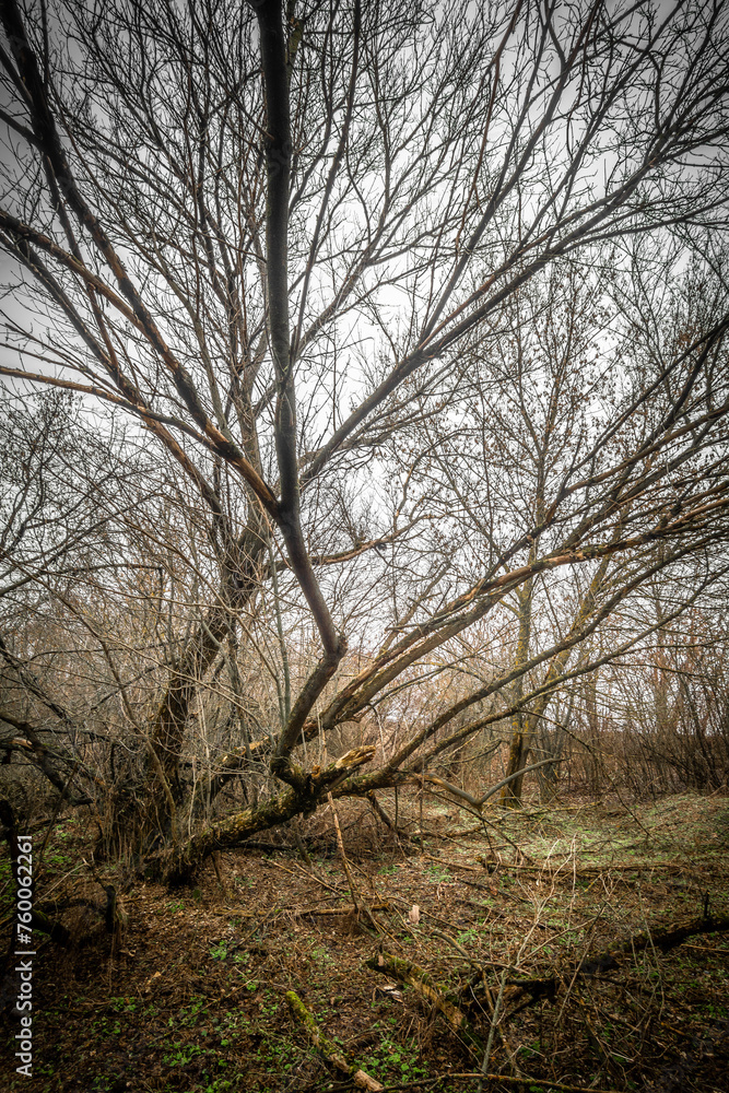 dry trees with thin branches in a foggy autumn forest, with fallen yellow leaves dry trees with thin branches in a foggy autumn forest, with fallen yellow leaves