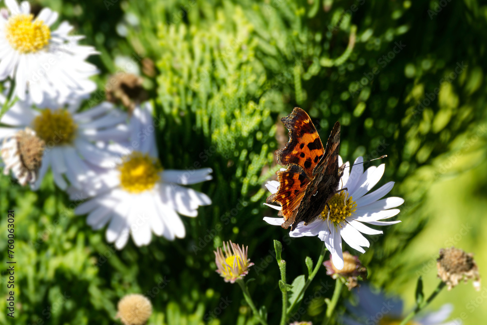 Comma butterfly (Polygonia c-album) perched on a daisy in Zurich, Switzerland Comma butterfly (Polygonia c-album) perched on a daisy in Zurich, Switzerland