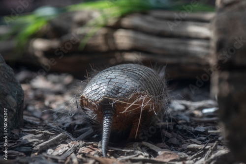 screaming hairy armadillo photo