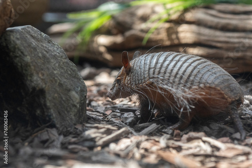 screaming hairy armadillo photo