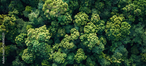 Aerial top view of green trees in forest. Drone view of dense green tree captures CO2. Green tree nature background for carbon neutrality and net zero emissions concept. Sustainable green environment
