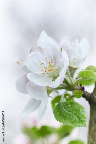 Apple tree blossom close-up. White apple flower on natural white background.
