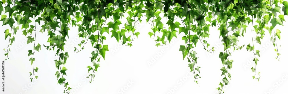 Ivy Cascade with Green Leaves, Illustration Isolated on White Background. Generative AI.
Ivy Cascade with Green Leaves, Illustration Isolated on White Background. Generative AI.