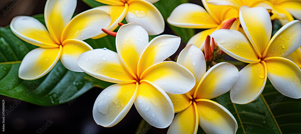 Fototapeta premium Frangipani flower background