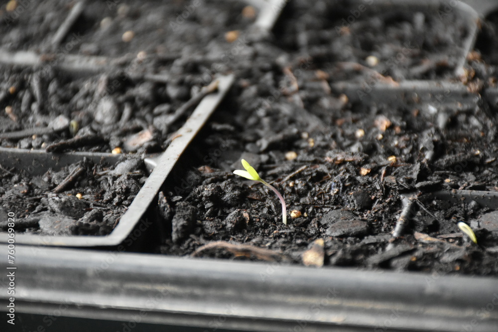 Plant Seedling in Potting Soil