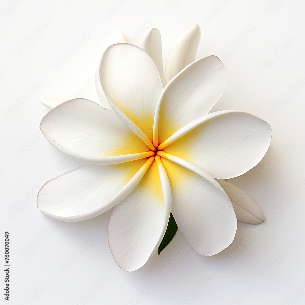 Fototapeta premium Frangipani flower Isolated on white background