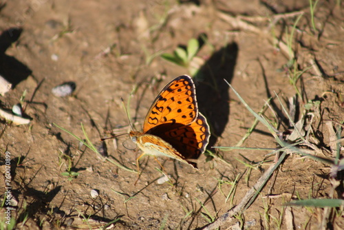 The Niobe fritillary (Fabriciana niobe) is a species of butterfly in the family Nymphalidae. photo