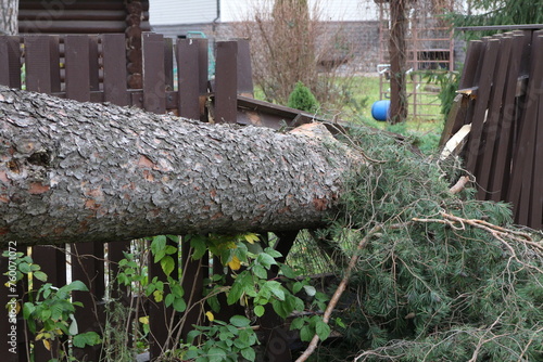 Hurricane broke a huge tree near the house and broke the fence