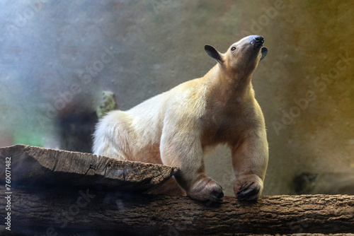 southern tamandua photo