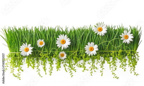daisies in grass arranged, isolated on white or transparent png